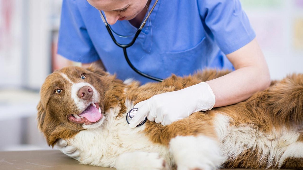 BÚSQUEDA LABORAL DE MEDICOS/AS VETERINARIOS/AS