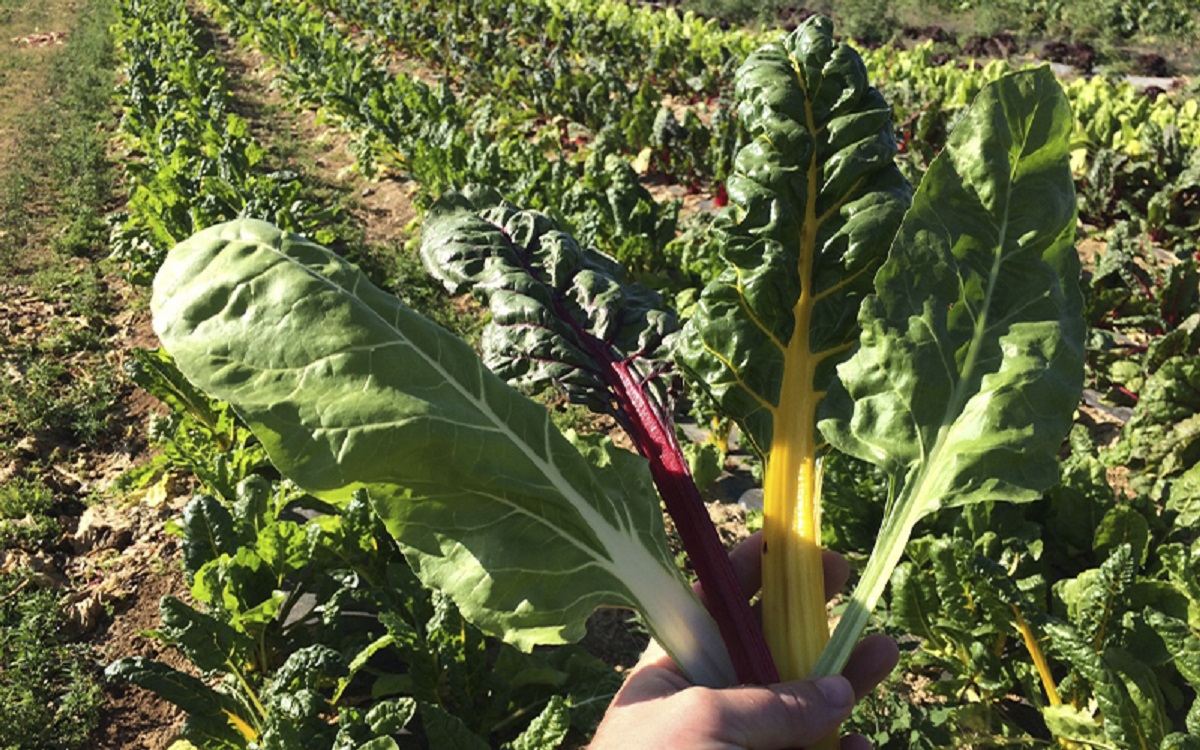 PRODUCCIÓN Y TRABAJO AGROURBANO Y PERIURBANO