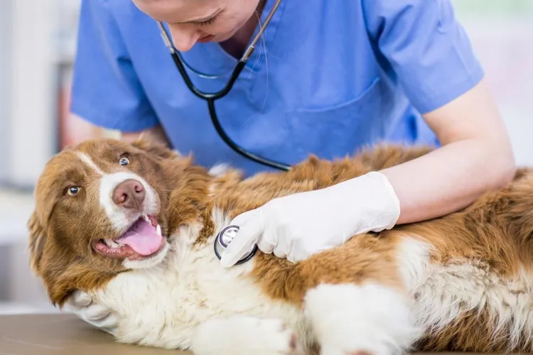 BÚSQUEDA LABORAL DE MEDICOS/AS VETERINARIOS/AS