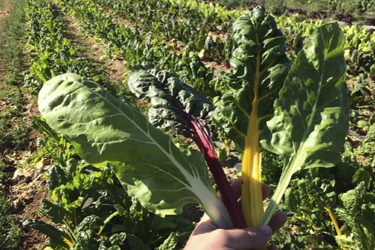 PRODUCCIÓN Y TRABAJO AGROURBANO Y PERIURBANO