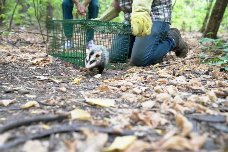 liberaron comadrejas en la reserva