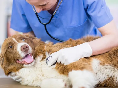 BÚSQUEDA LABORAL DE MEDICOS/AS VETERINARIOS/AS