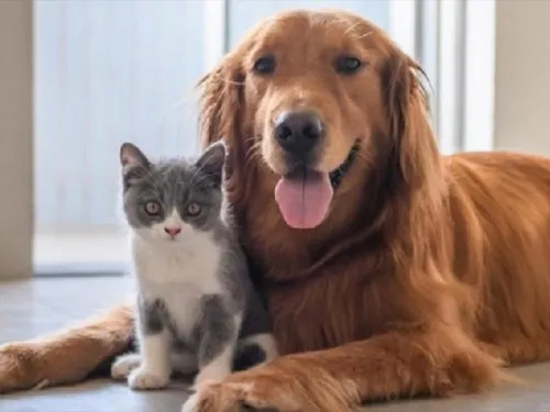 VACUNACIÓN ANTIRRÁBICA PARA MASCOTAS