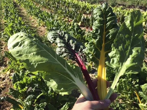 PRODUCCIÓN Y TRABAJO AGROURBANO Y PERIURBANO