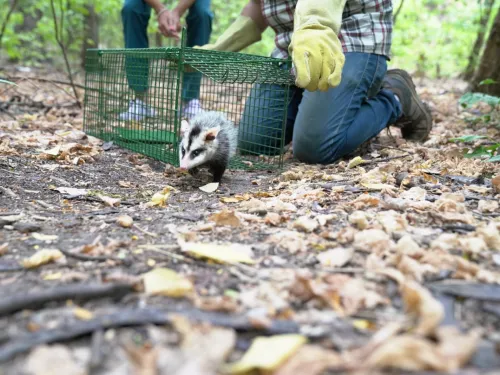 liberaron comadrejas en la reserva